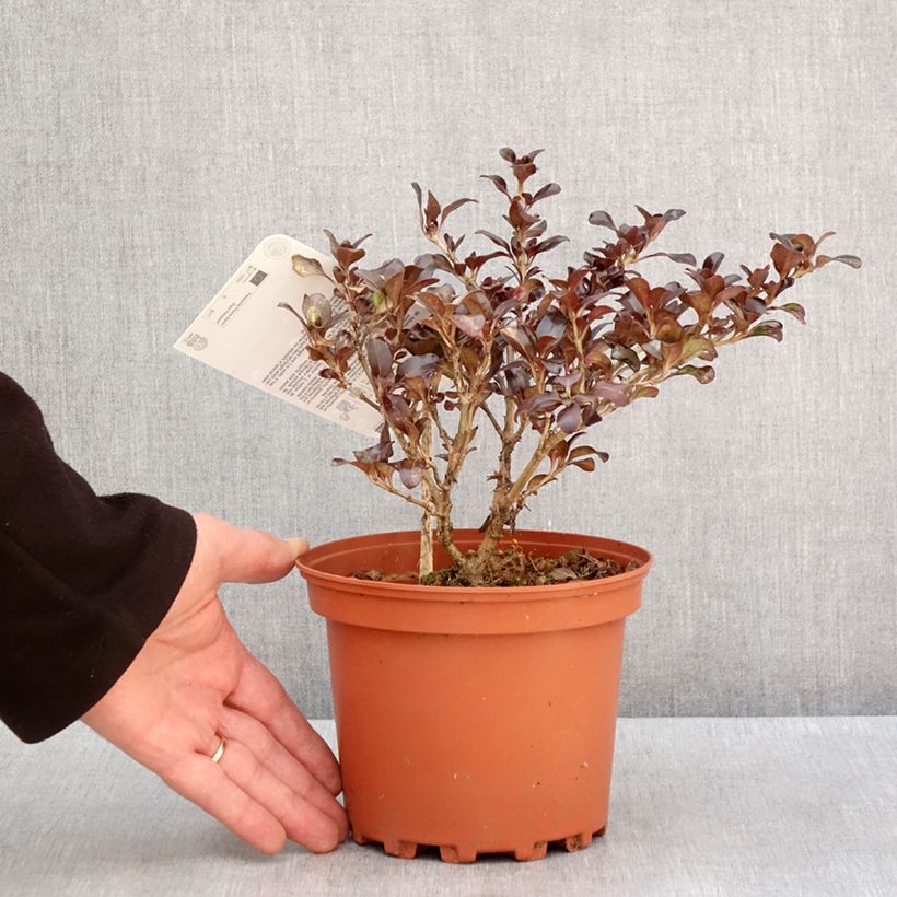 Example of Coprosma Chocolate Soldier Pot de 2L/3L as you get in hiver