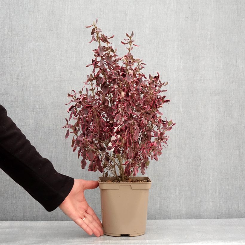 Example of Coprosma repens Eclipse Pot de 3L/4L as you get in hiver