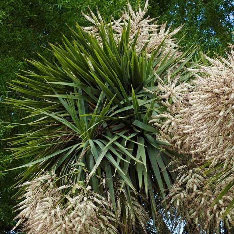 Cordyline australis (Foliage)