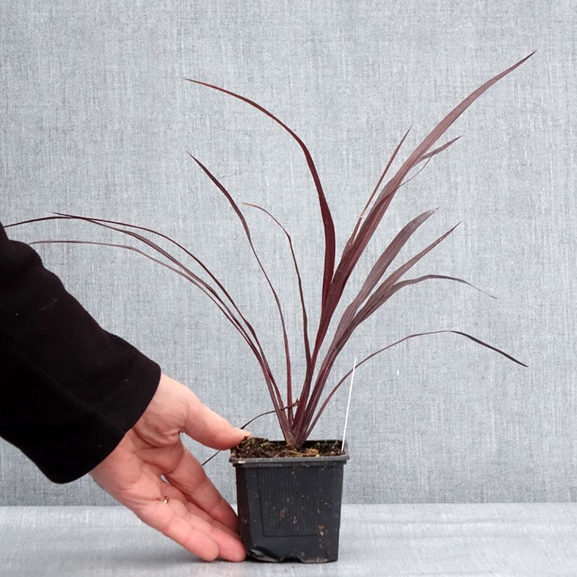 Example of Cordyline australis Design a Line Burgundy Godet de 8/9 cm as you get in hiver