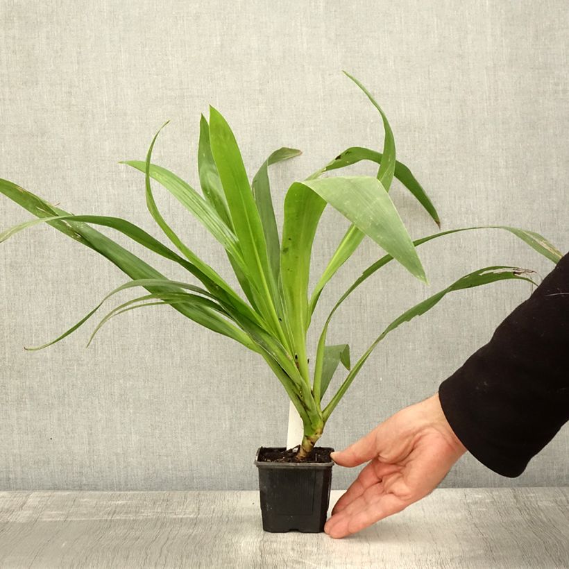 Example of Cordyline australis Emerald Star Artic Jungle Godet de 8/9 cm as you get in automne