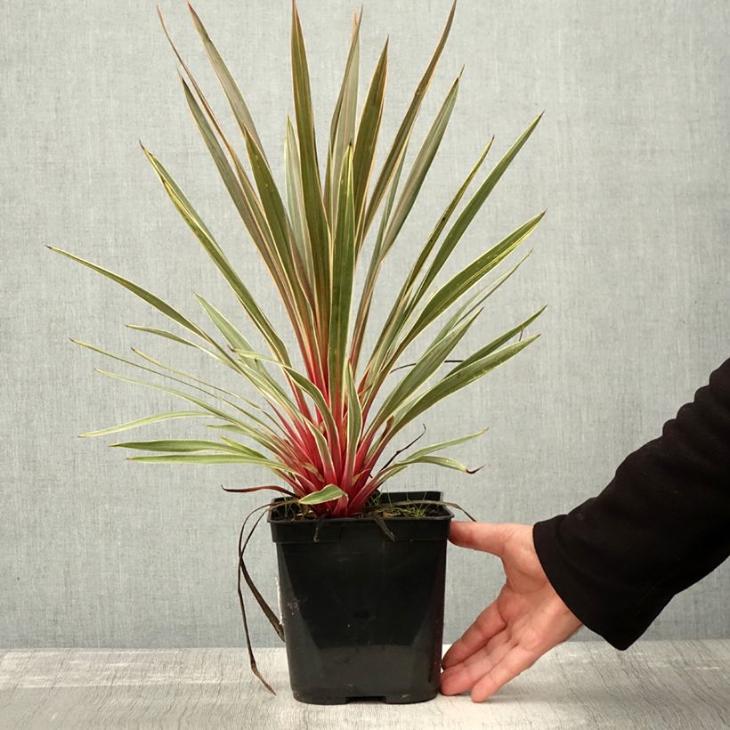 Example of Cordyline australis Magic Star Pot de 3L/4L as you get in automne