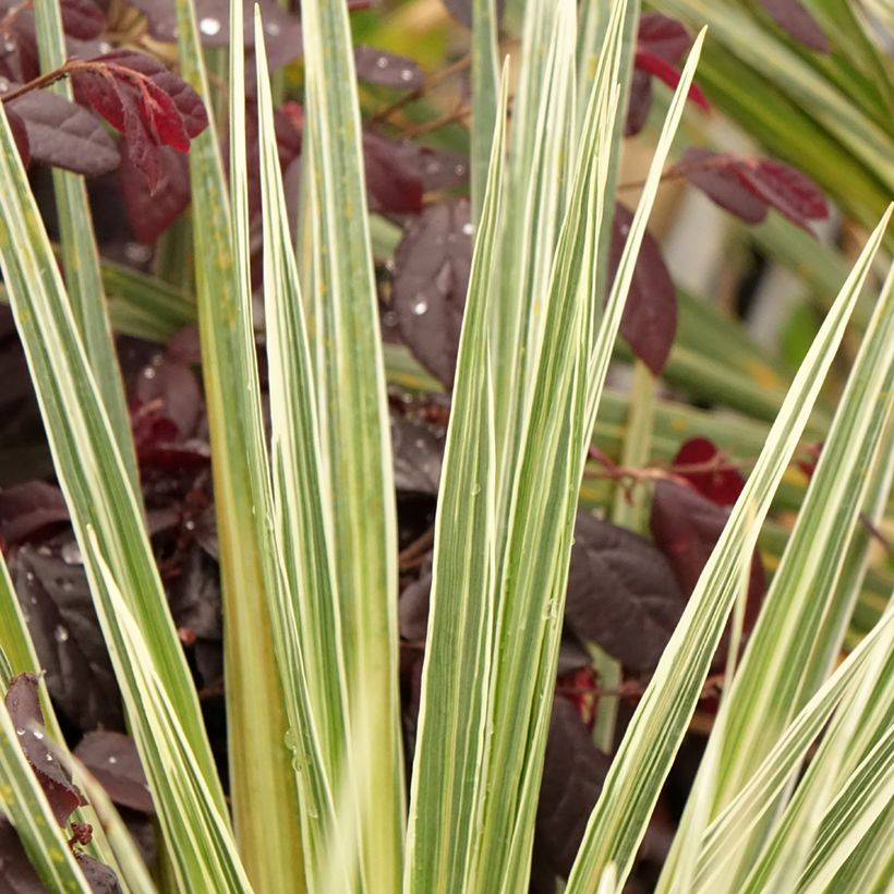 Cordyline australis Pink Champagne (Foliage)