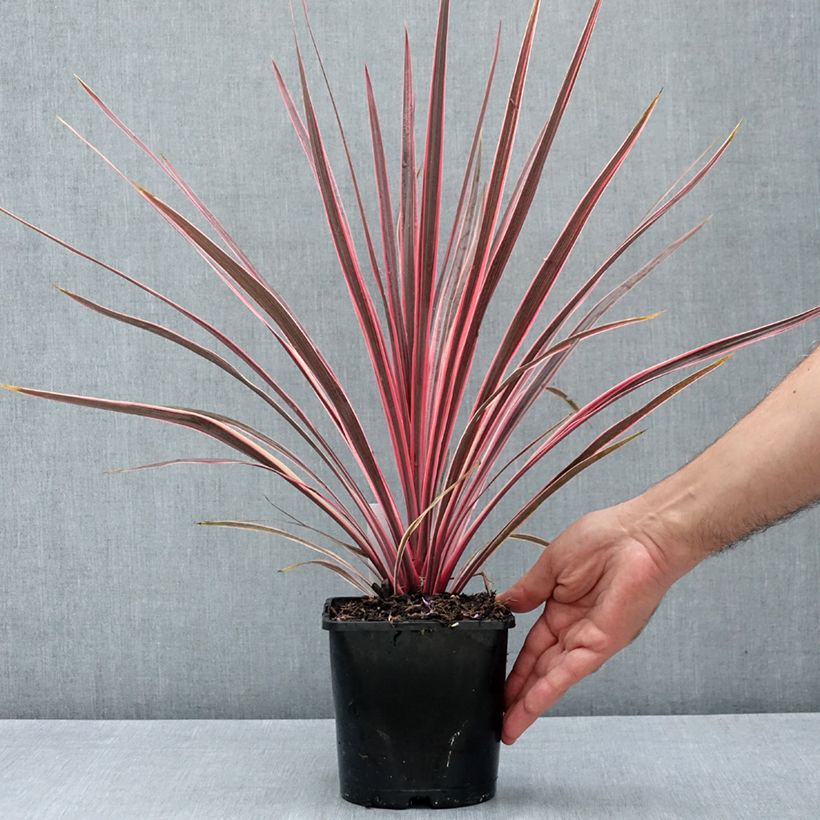 Example of Cordyline Charlie boy® Pot de 2L/3L as you get in ete