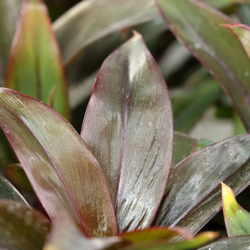 Cordyline fructicosa Purple Compacta (Foliage)