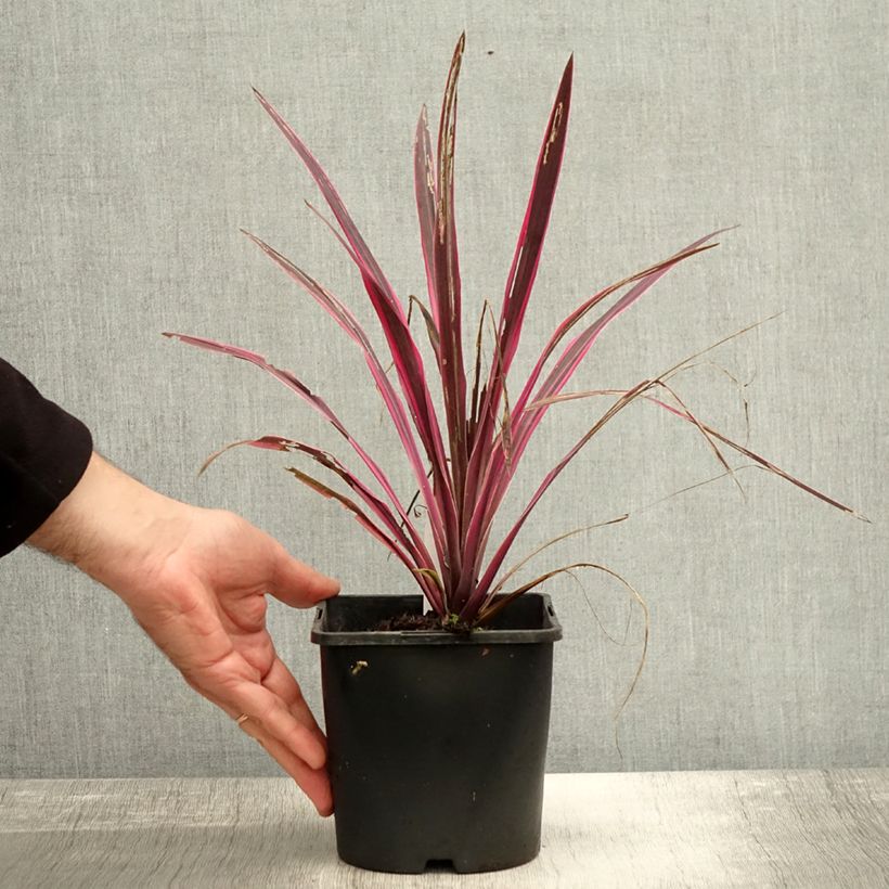 Example of Cordyline Paso Doble - Cordyline australe Pot de 1,5L/2L as you get in automne