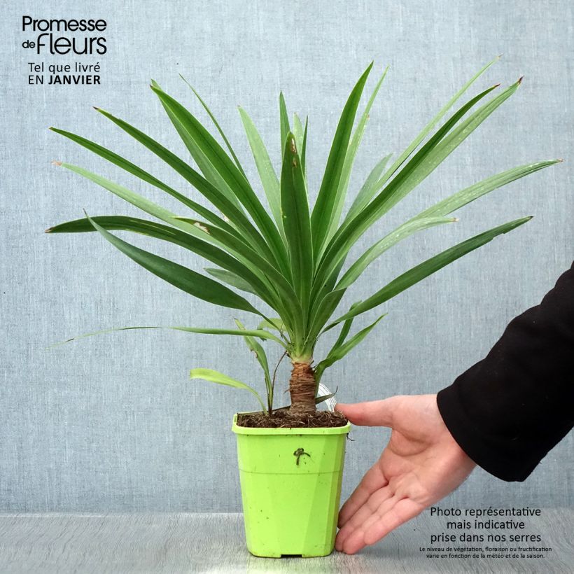 Example of Cordyline Ti Tawhiti Pot de 1L/1,5L as you get in hiver
