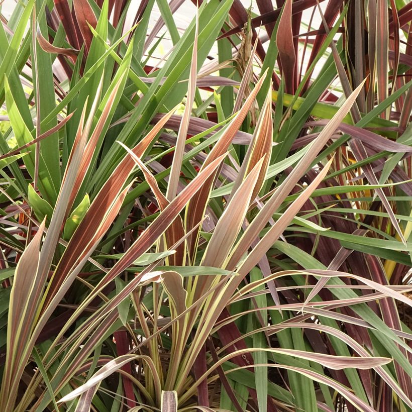 Cordyline trio pot déco Black Knight/Electric Flash/Peko (Foliage)