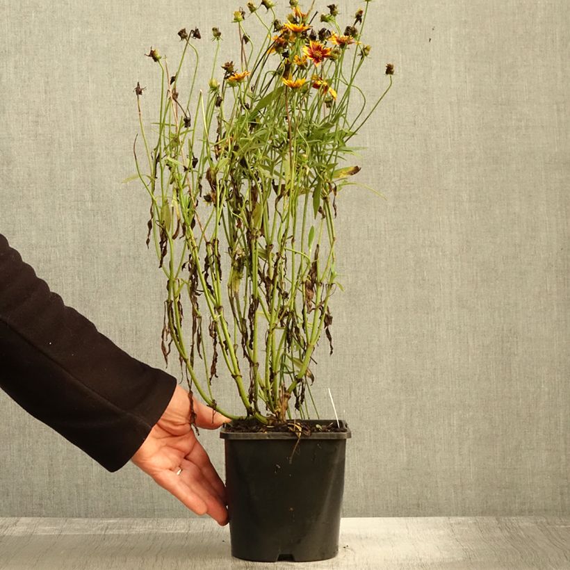Example of Coreopsis grandiflora Golden Stardust Pot de 1,5L/2L as you get in automne