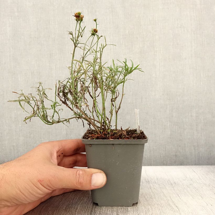 Example of Coreopsis Madras Magic - Coréopsis Godet de 8/9 cm as you get in automne