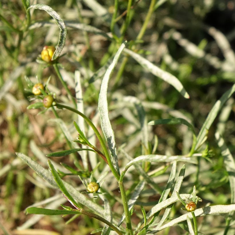 Coreopsis Madras Magic - Coréopsis (Foliage)