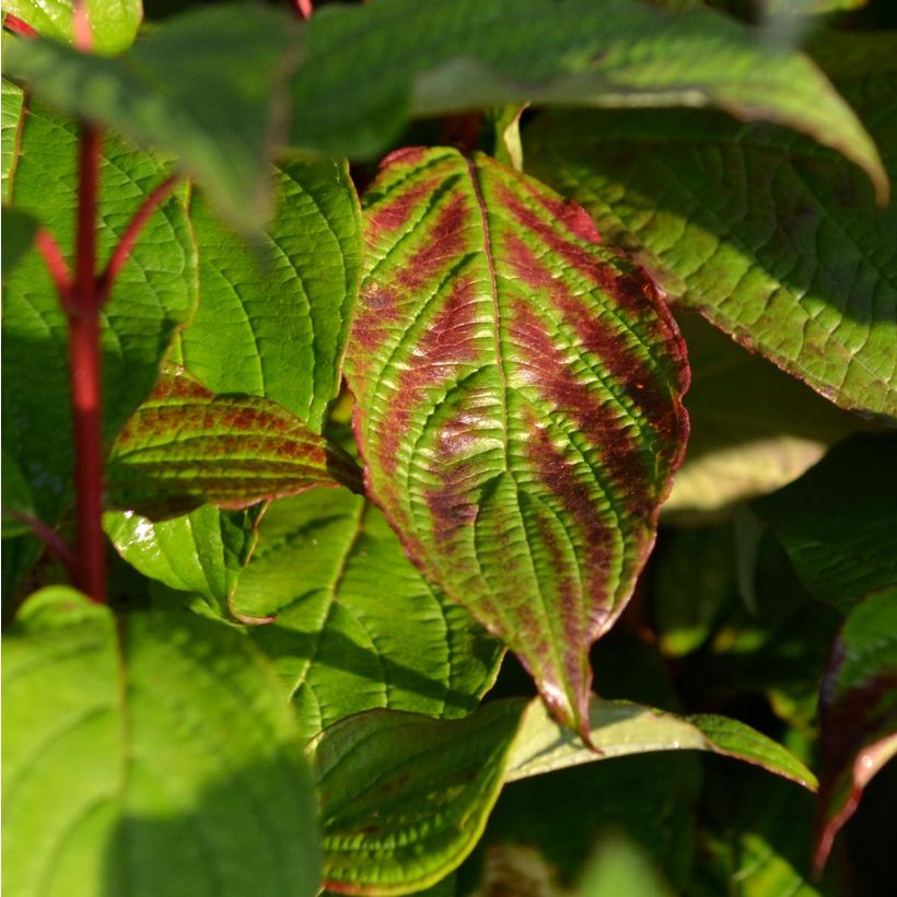 Cornus alba Siberian Pearls - Cornouiller blanc à bois rouge (Foliage)