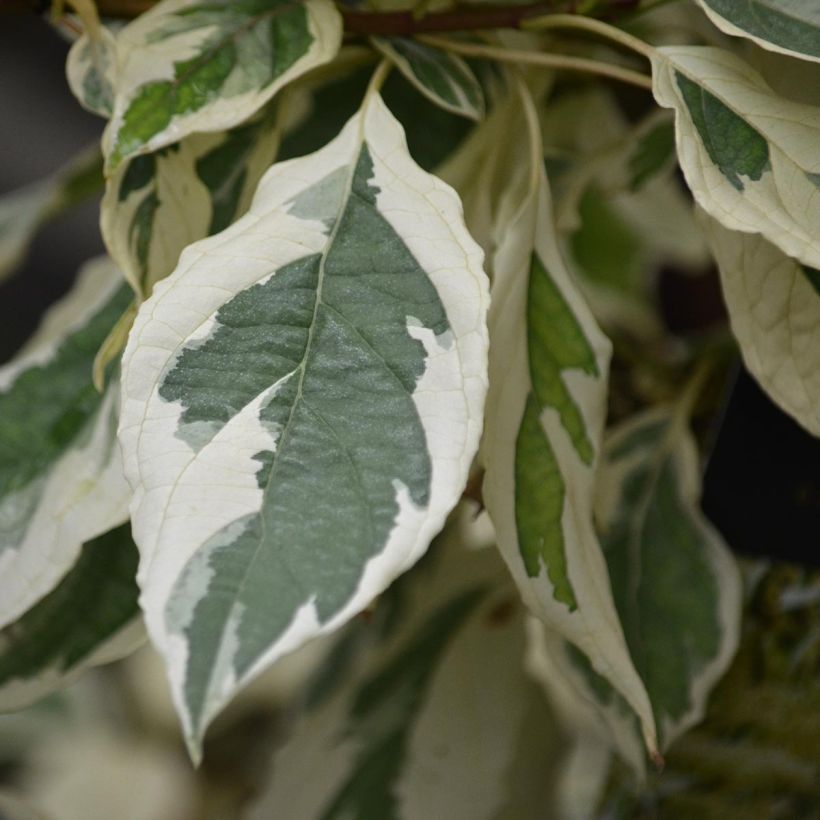 Cornus controversa Variegata - Cornouiller des Pagodes panaché (Foliage)