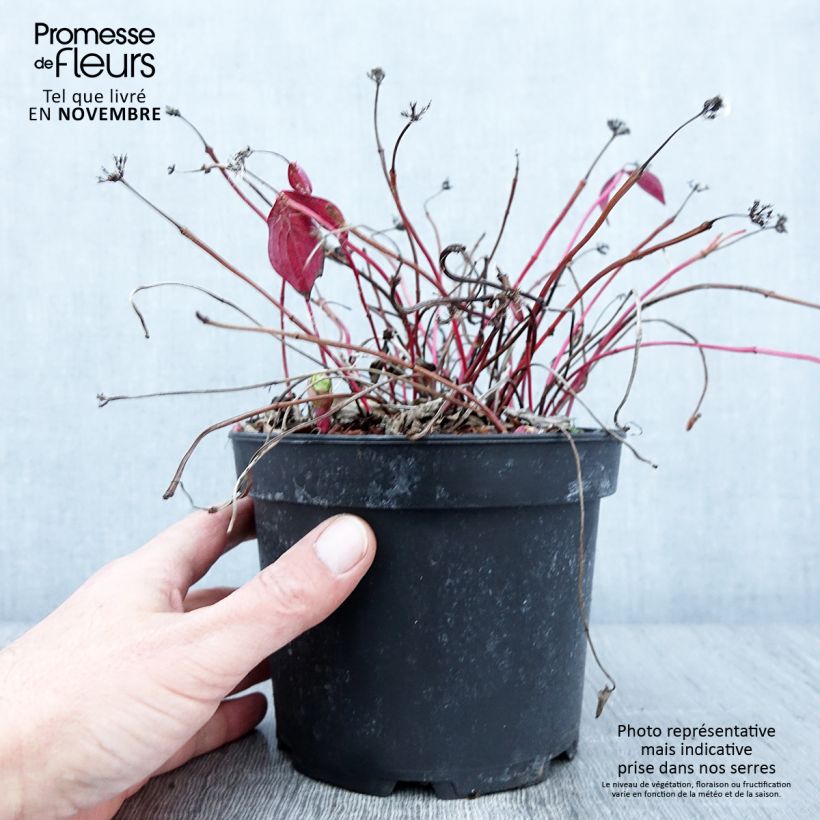 Example of Cornouiller du Canada - Cornus canadensis Pot de 2L/3L as you get in automne