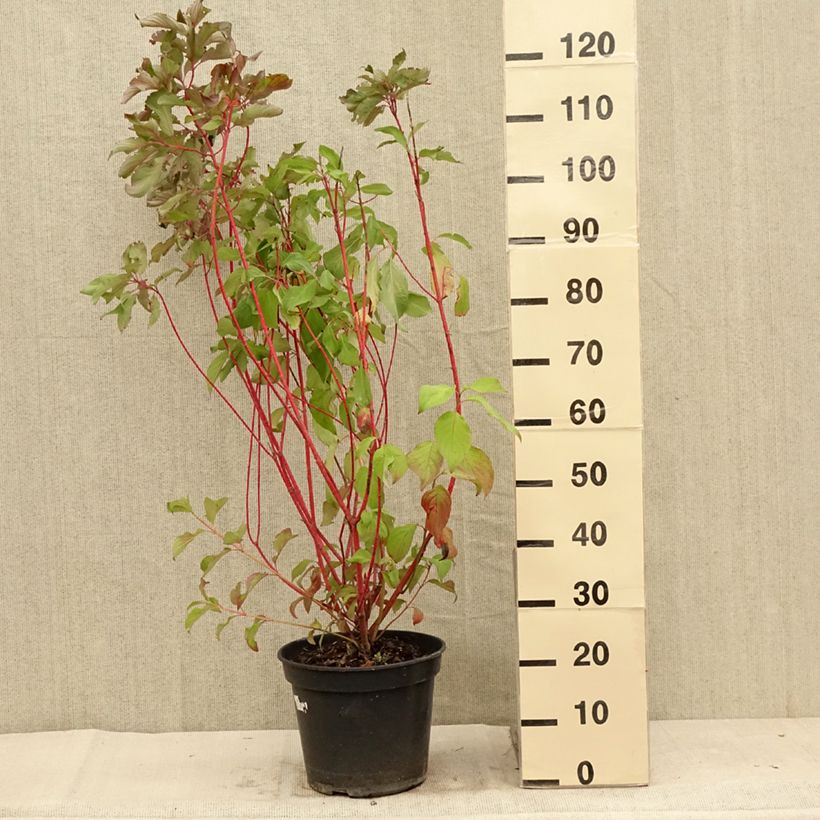 Example of Cornus alba Baton Rouge - Cornouiller blanc à bois rouge Pot de 4L/5L as you get in ete