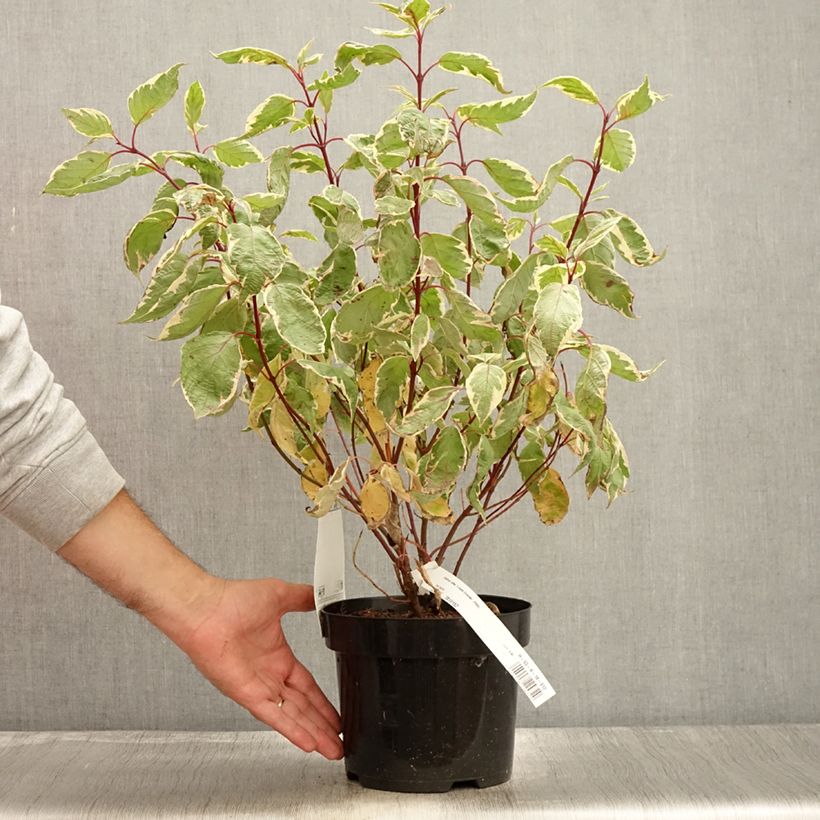 Example of Cornus alba Cream Cracker - Cornouiller blanc Pot de 2L/3L as you get in automne