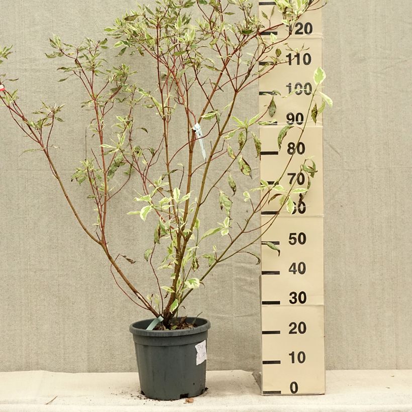 Example of Cornus alba Elegantissima - Cornouiller blanc panaché Pot de 7,5L/10L as you get in ete