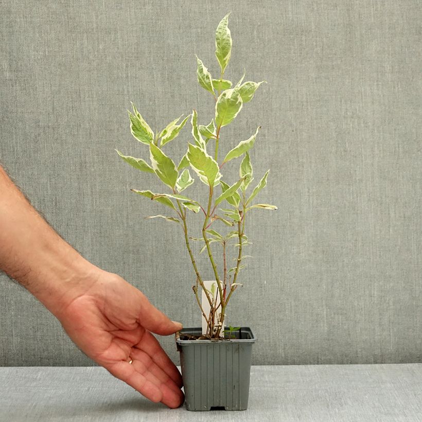 Example of Cornus alba Elegantissima - Cornouiller blanc panaché Godet de 8/9 cm as you get in ete