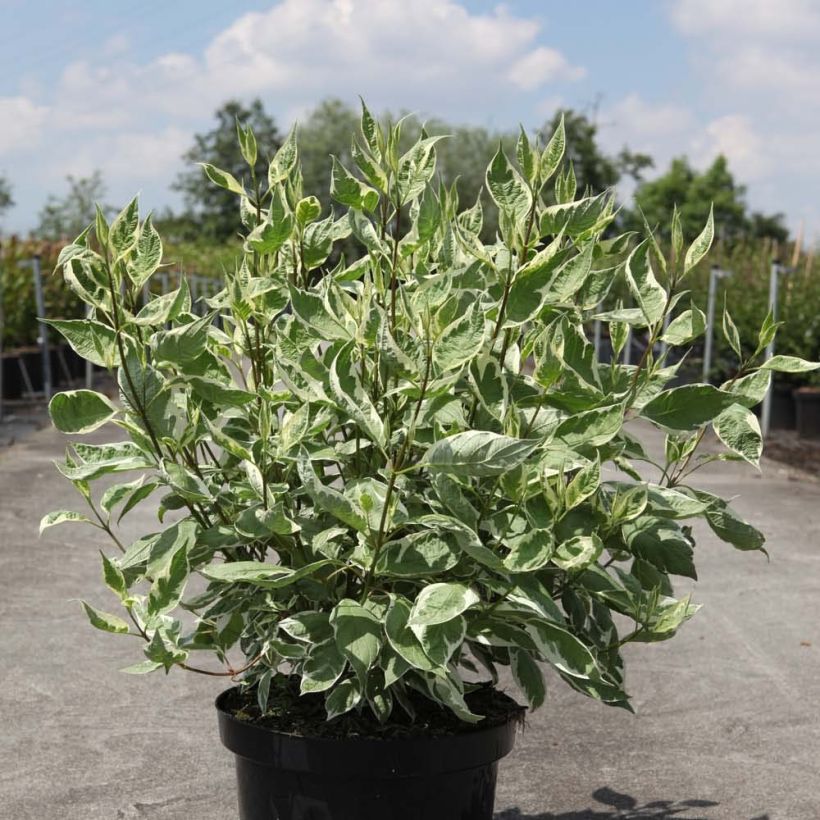 Cornus alba Ivory Halo - Cornouiller blanc (Plant habit)