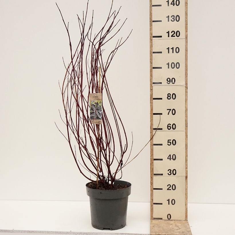 Example of Cornus alba Nightfall - Cornouiller blanc Pot de 12L/15L as you get in hiver