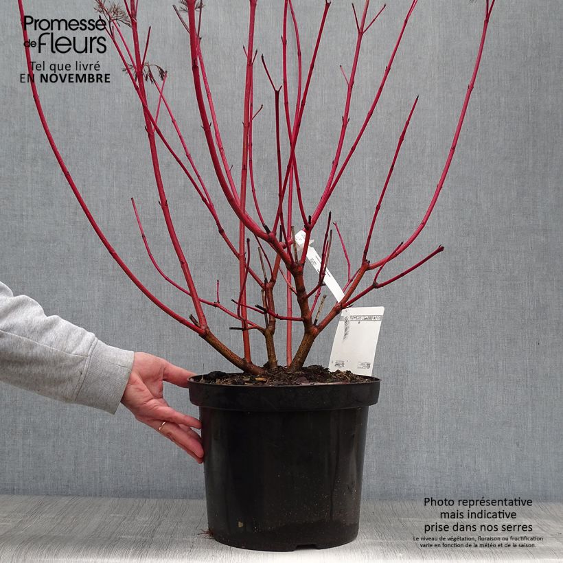 Example of Cornus alba Siberian Pearls - Cornouiller blanc à bois rouge Pot de 7,5L/10L as you get in automne