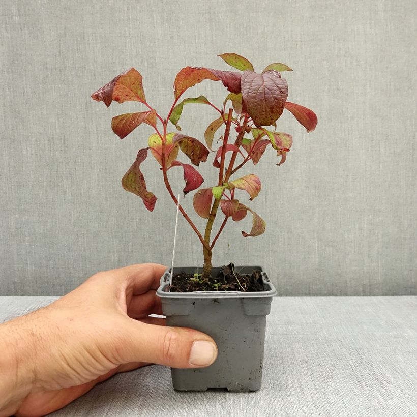 Example of Cornus alba Sibirica - Cornouiller blanc de Sibérie Godet de 8/9 cm as you get in ete
