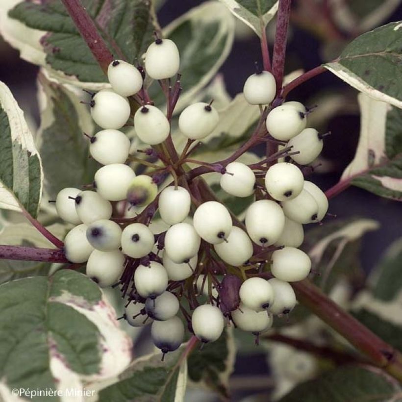 Cornus alba Sibirica Variegata - Cornouiller blanc (Harvest)