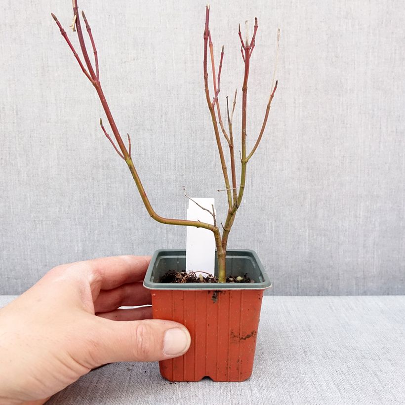 Example of Cornus alba Spaethii - Cornouiller blanc à feuillage panaché Godet de 8/9 cm as you get in hiver