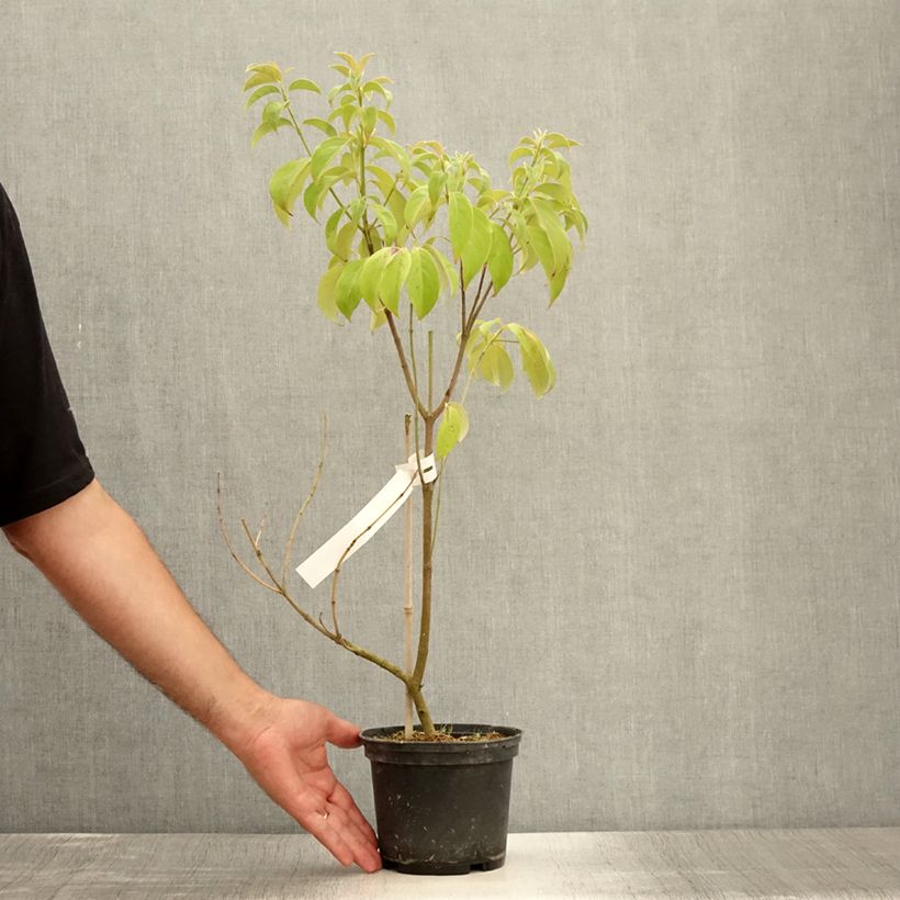 Example of Cornus angustata Empress of China - Cornouiller chinois Pot de 2L/3L as you get in ete