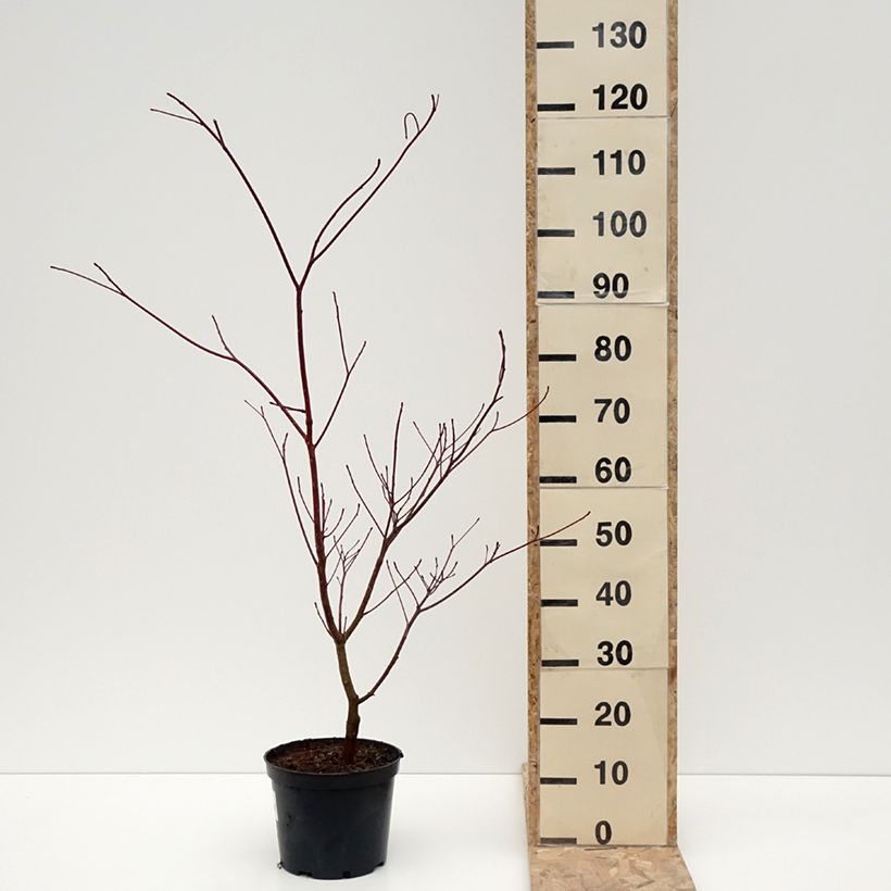 Example of Cornus controversa Laska - Cornouiller des Pagodes Pot de 4L/5L as you get in hiver