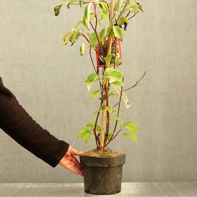 Example of Cornus controversa Pagoda - Cornouiller des Pagodes Pot de 4L/5L as you get in automne