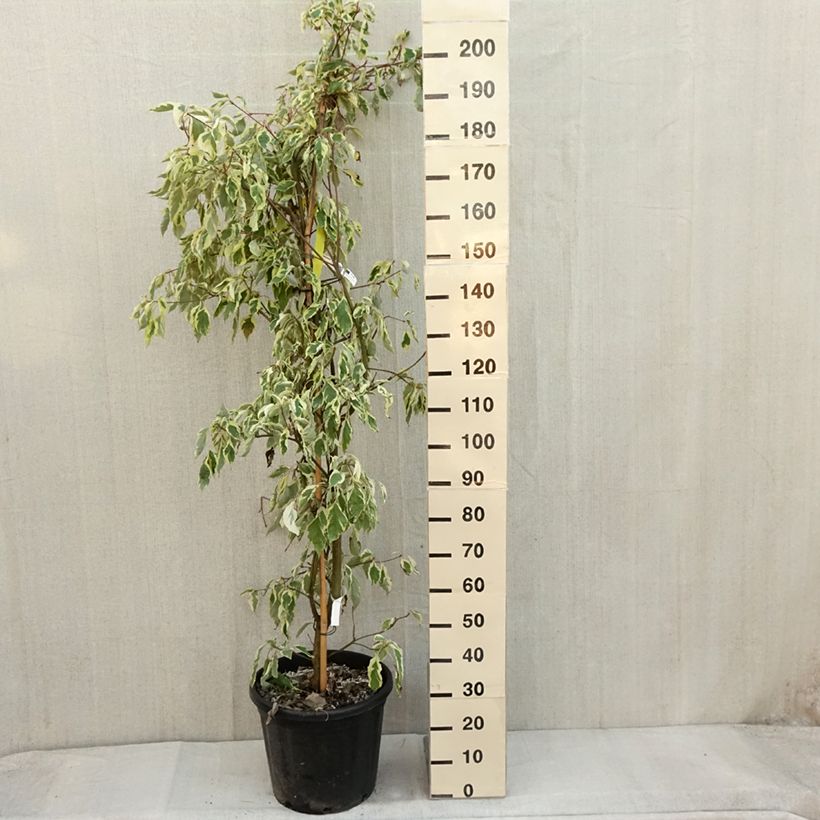 Example of Cornus controversa Variegata - Cornouiller des Pagodes panaché Pot de 50L/55L as you get in automne