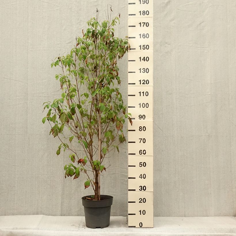 Example of Cornus florida - Cornouiller à fleurs d'Amérique Pot de 7,5L/10L as you get in ete