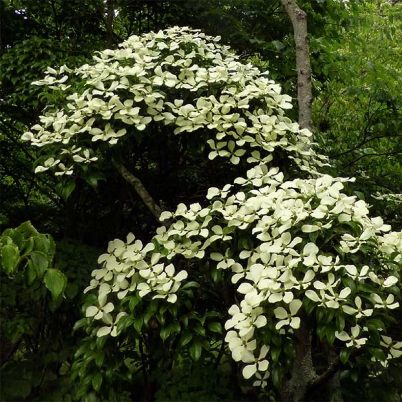 Cornus hongkongensis (Plant habit)