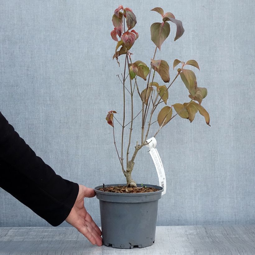 Example of Cornus kousa Big Apple - Cornouiller du Japon Pot de 3L/4L as you get in automne