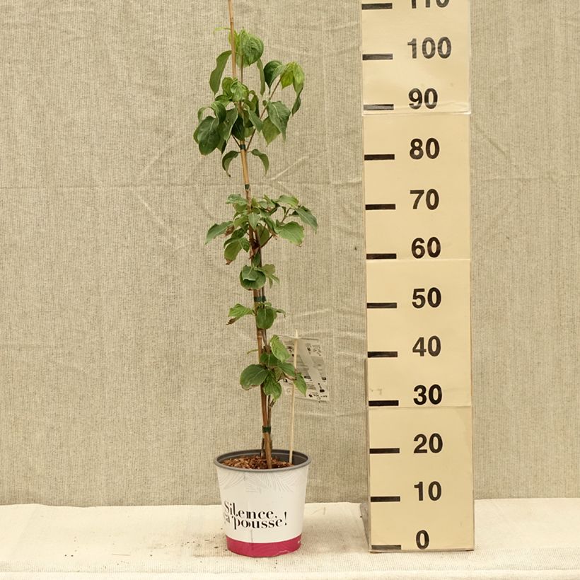 Example of Cornus kousa Mandarin Jewel - Cornouiller du Japon Pot de 4L/5L as you get in automne