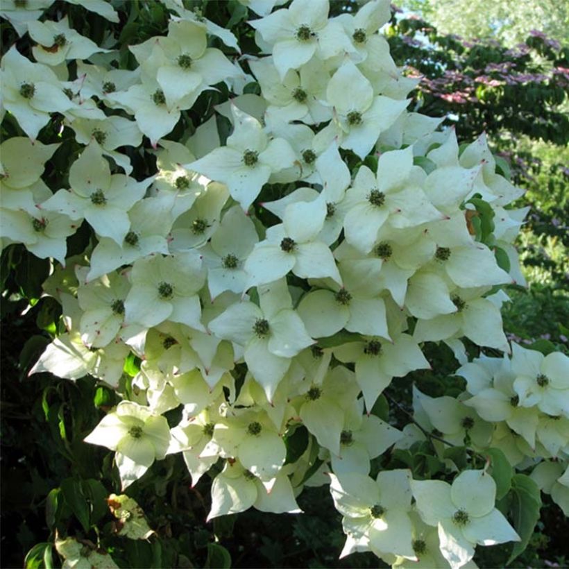 Cornus Kousa Milky Way- Cornouiller du Japon blanc (Flowering)