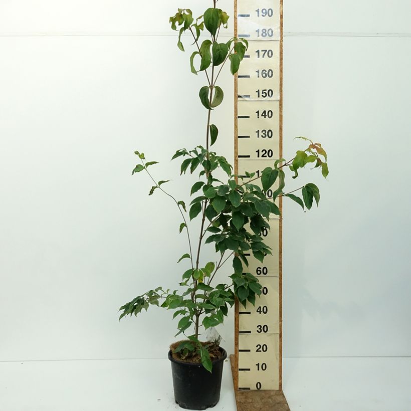 Example of Cornus kousa Teutonia Pot de 12L/15L as you get in ete