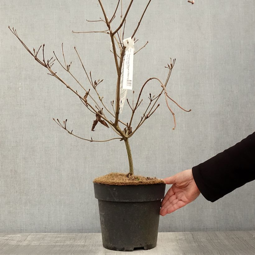 Example of Cornus kousa Weaver's Weeping (Weaver) - Cornouiller du Japon Pot de 6L/7L as you get in automne