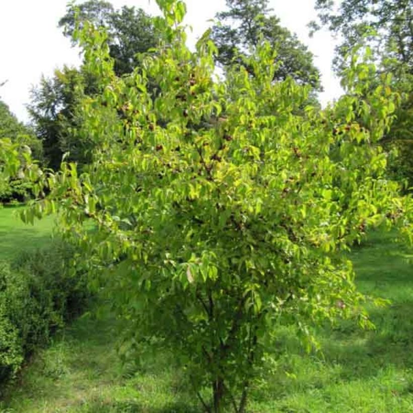 Cornus mas - Cornouiller mâle (Plant habit)