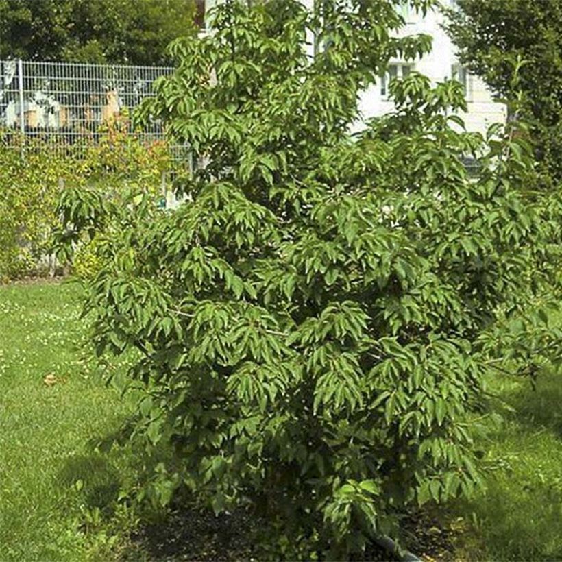 Cornus mas Schönbrunner Gourmet Dirndl - Cornouiller mâle (Foliage)
