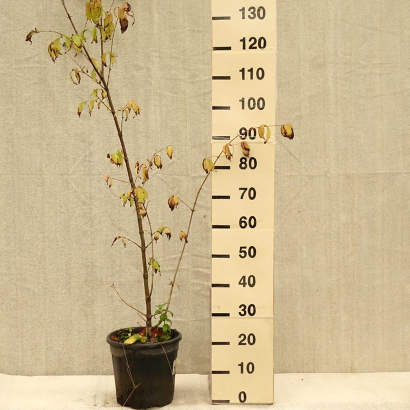 Example of Cornus mas Schönbrunner Gourmet Dirndl - Cornouiller mâle Pot de 7,5L/10L as you get in automne