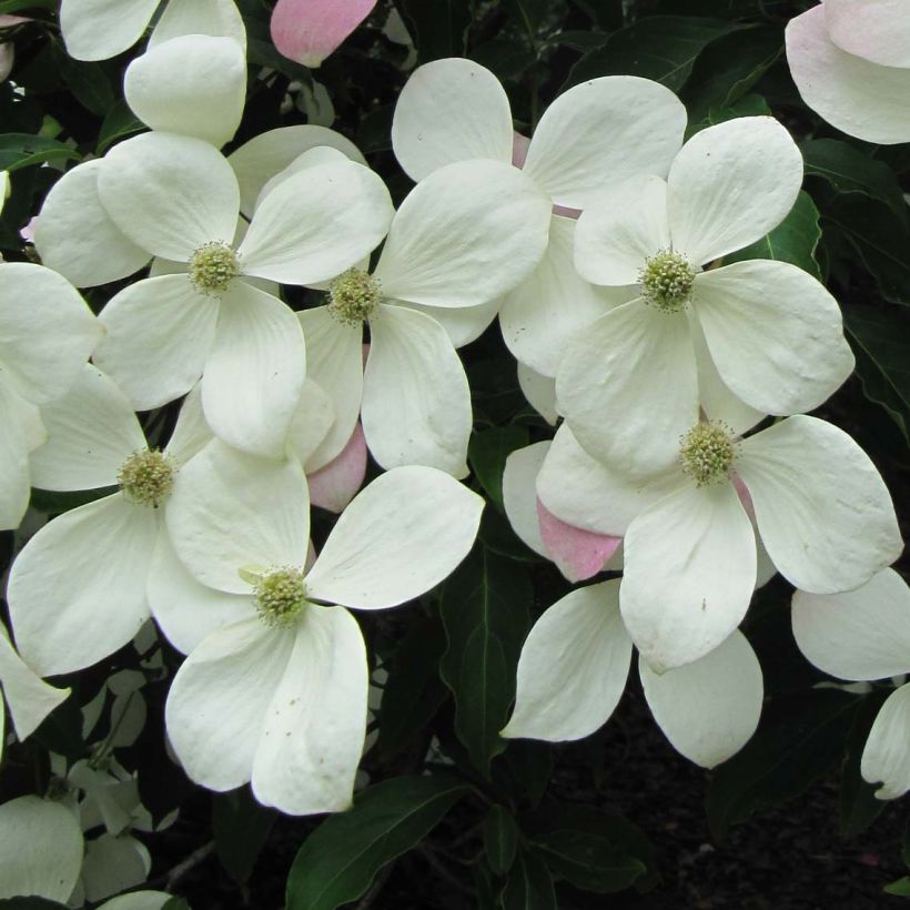 Cornus Norman Hadden - Cornouiller à fleurs (Flowering)