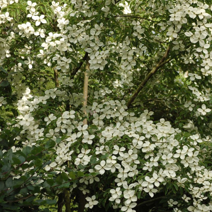 Cornus Norman Hadden - Cornouiller à fleurs (Plant habit)