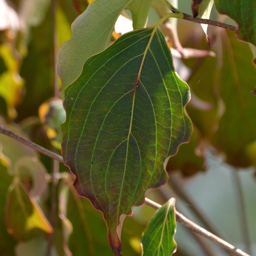 Cornus kousa China Girl - Cornouiller du Japon blanc (Foliage)