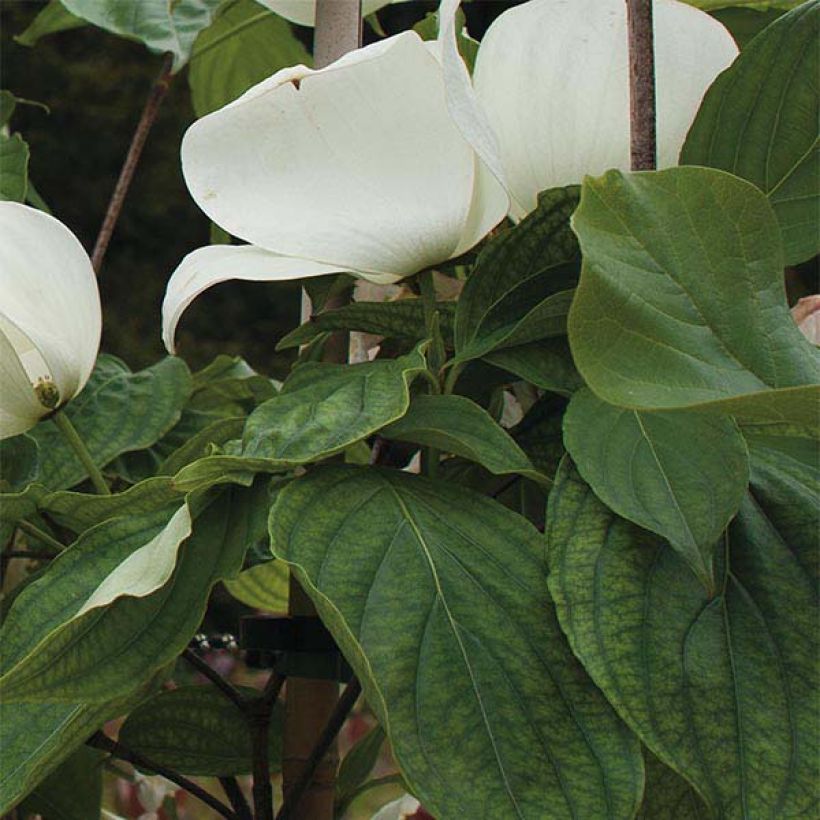 Cornus kousa Venus - Cornouiller du Japon blanc (Foliage)