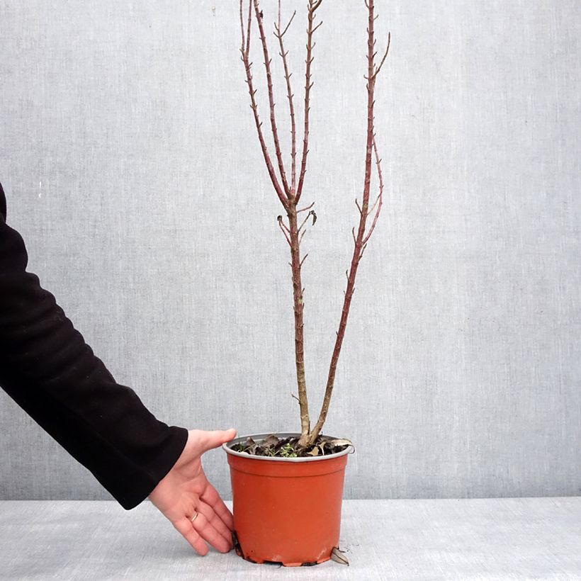 Example of Cornus sanguinea Compressa - Cornouiller sanguin Pot de 3L/4L as you get in hiver