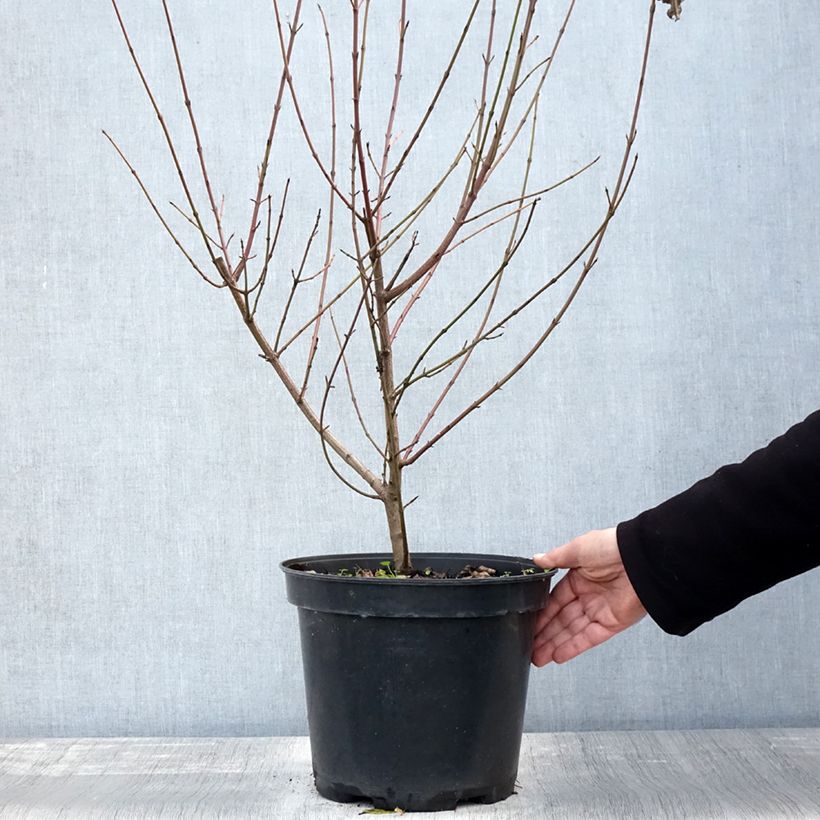 Example of Cornus sanguinea - Cornouiller sanguin Pot de 7,5L/10L as you get in automne