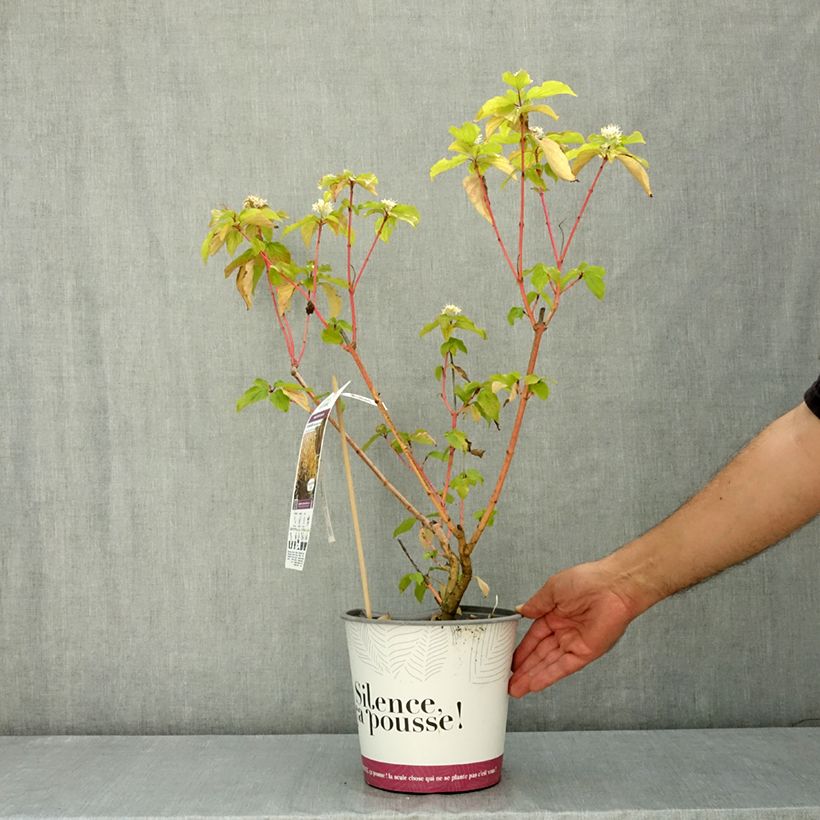 Example of Cornus sanguinea Magic Flame - Cornouiller sanguin Pot de 4L/5L as you get in ete