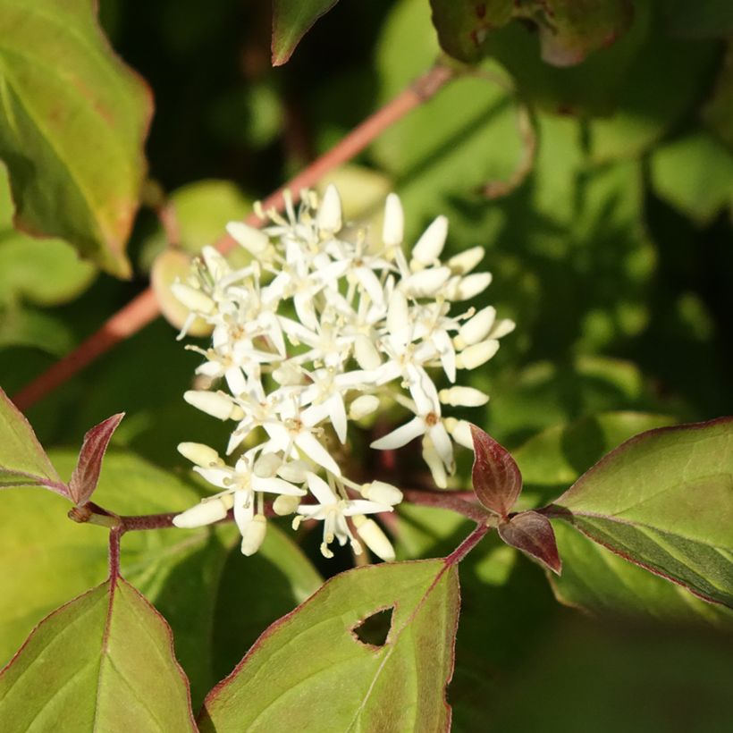 Cornus sanguinea Mid Winter Fire - Cornouiller sanguin (Flowering)